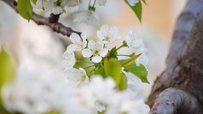 Рівень небезпечності — "жовтий": на Черкащині прогнозують заморозки