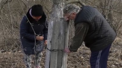 Бобри хазяйнують у людських дворах на Чернігівщині