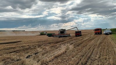 У громаді на Тернопільщині не спішать продавати пшеницю нового врожаю