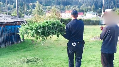 Для власного вживання. На Прикарпатті чоловік вдома вирощував конопель Для власного вживання. На Прикарпатті чоловік вдома вирощував конопель
