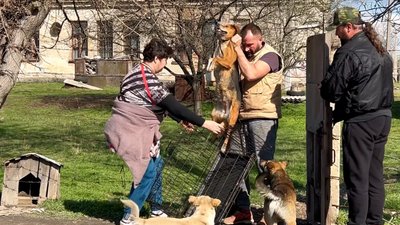"Це єдиний гуманний спосіб": як у місті на Одещині стерилізують безпритульних собак "Це єдиний гуманний спосіб": як у місті на Одещині стерилізують безпритульних собак