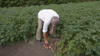 Фермер збирає картоплю, яку посадив на початку червня, вересень 2023, Немичинці, Хмельниччина Фермер збирає картоплю, яку посадив на початку червня, вересень 2023, Немичинці, Хмельниччина