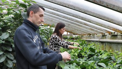 Подружжя з Тернопільщини вирощує екзотичні фрукти