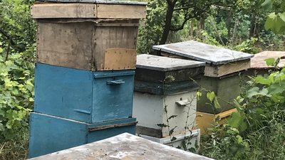 Подружжя біологів з Житомирщини 56 років займається бджолярством Подружжя біологів з Житомирщини 56 років займається бджолярством
