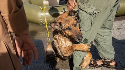 На Миколаївщині померла вівчарка, яку врятували після підриву Каховської ГЕС На Миколаївщині померла вівчарка, яку врятували після підриву Каховської ГЕС