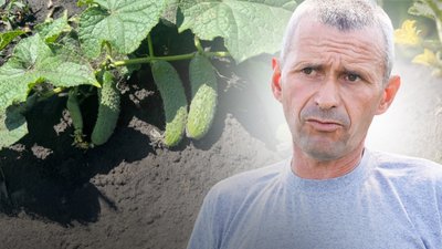 Огірки, фермер
