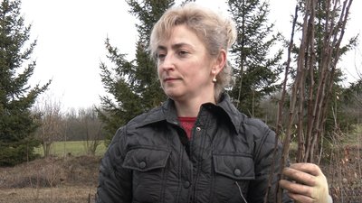 Садівниця з Тернопільщини Любов Бойко Садівниця з Тернопільщини Любов Бойко