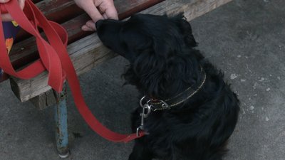 "Тварини — це віддзеркалення своїх господарів". Ветеринарний лікар з Кропивницького про особливості роботи "Тварини — це віддзеркалення своїх господарів". Ветеринарний лікар з Кропивницького про особливості роботи