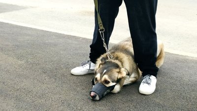 "Припиніть вбивство тварин": у Харкові пікетували міськраду