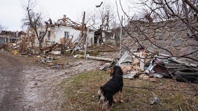 Пес дивиться на зруйновані будинки