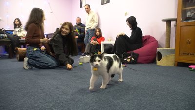 У Запоріжжі відкрили котокафе, в якому прихистили тварин з прифронтових територій У Запоріжжі відкрили котокафе, в якому прихистили тварин з прифронтових територій
