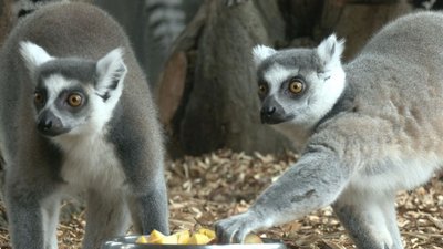ЯК ОБІГРІВАЄТЬСЯ ЗООПАРК БЕЗ ЕЛЕКТРИКИ ЯК ОБІГРІВАЄТЬСЯ ЗООПАРК БЕЗ ЕЛЕКТРИКИ