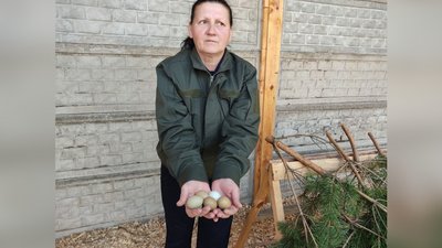 На Житомирщині облаштували перший в області фазанарій На Житомирщині облаштували перший в області фазанарій