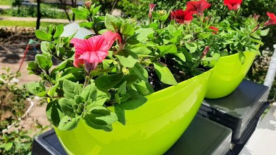 Коти у під'їзді та клумби на подвір'ї. Як херсонці відволікаються від сирен і вибухів Коти у під'їзді та клумби на подвір'ї. Як херсонці відволікаються від сирен і вибухів