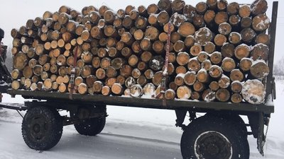 На Волині викрили групу "чорних лісорубів"