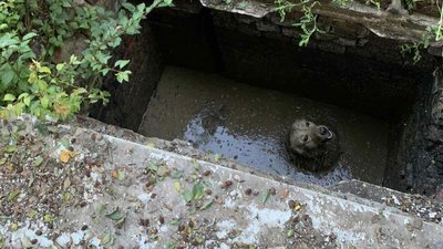 На Львівщині рятувальники витягнули собаку із 3-метрової ями