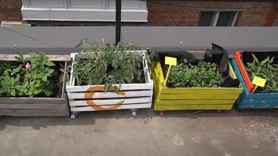 З зеленню, овочами й квітами. У Кропивницькому створюють публічний сад на даху З зеленню, овочами й квітами. У Кропивницькому створюють публічний сад на даху