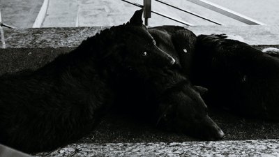 На Одещині розстріляли безпритульних собак: справу розслідує поліція