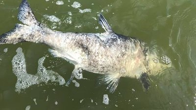 На Херсонщині рибоохоронний патруль виявив факт замору риби На Херсонщині рибоохоронний патруль виявив факт замору риби