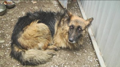 Нових господарів покинутої німецької вівчарки шукають вінницькі зоозахисники