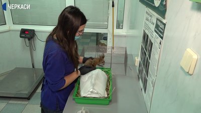 Як працюють черкаські ветклініки в умовах карантину Як працюють черкаські ветклініки в умовах карантину