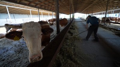 Фермерство на лінії фронту: на Донеччині попри бойові дії продовжує працювати молочна ферма Фермерство на лінії фронту: на Донеччині попри бойові дії продовжує працювати молочна ферма