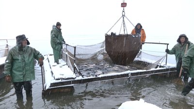 Удвічі менше, ніж торік: на Черкащині завершили зариблення Дніпра