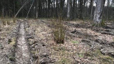 На Прикарпатті стартувала весняна лісокультурна кампанія