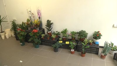 Рослини в крамниці Рослини в крамниці