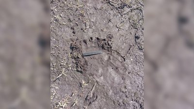 Офіційно виявляли понад 90 років тому: на Чернігівщині знайшли сліди бурого ведмедя Офіційно виявляли понад 90 років тому: на Чернігівщині знайшли сліди бурого ведмедя