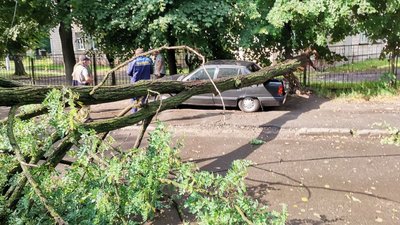 У Луцьку вітер повалив дерево на припарковане авто У Луцьку вітер повалив дерево на припарковане авто
