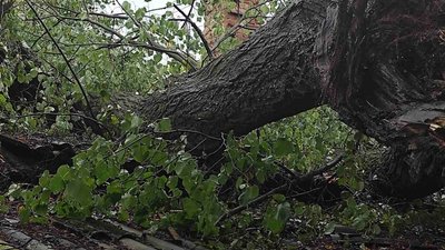 Повалені дерева та знеструмлені села: на Волині ліквідують наслідки негоди Повалені дерева та знеструмлені села: на Волині ліквідують наслідки негоди