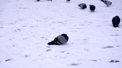 Сніг та слабка хуртовина: погода у Кіровоградській області на вихідні
