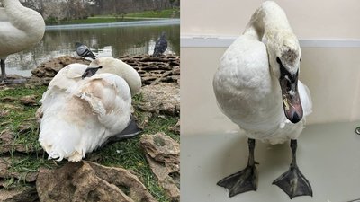 Лебедям, яким обрізали крила в одеському парку, знайшли новий дім