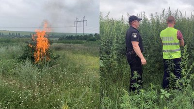 Правоохоронці на Донеччині виявили наркоплантацію площею 1,5 га
