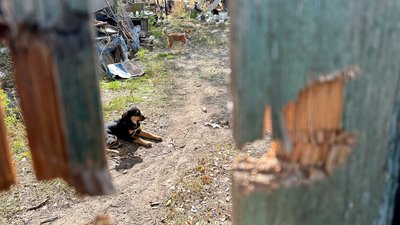 Собаки у дворі в селі Тетянівка Святогірської громади