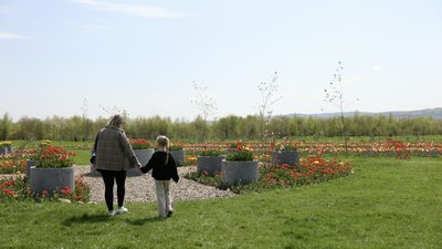 "Висадили до 3 мільйонів цибулин". Що дивитися на тюльпановому полі неподалік Чернівців "Висадили до 3 мільйонів цибулин". Що дивитися на тюльпановому полі неподалік Чернівців