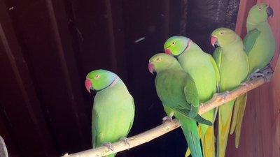 Слов’янський зоопарк тимчасово евакуюють до Полтавщини: тварини переїдуть у Ковалівку