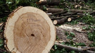 На Тернопільщині незаконно вирубували ліс: поліцейські затримали підозрюваних