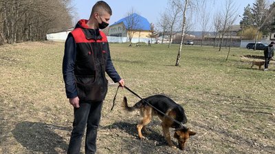 Щосуботи на Закарпатті проводять безкоштовні заняття для собак Щосуботи на Закарпатті проводять безкоштовні заняття для собак