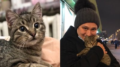 Кошеня, врятоване у харківському метро, знайшло домівку