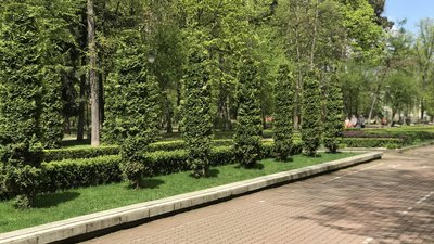 У парку Івано-Франківськ рятують самшит від шкідника