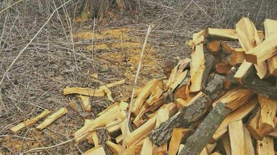 На Житомирщині виявили незаконну порубку дерев — порушника знайдено