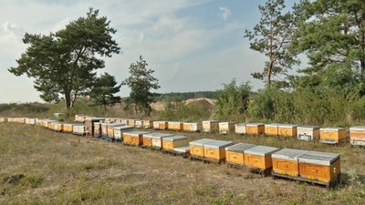 Волинський пасічник тримає на засіяних сидератами полях 140 бджолиних сімей. Як це впливає на врожай аграріїв Волинський пасічник тримає на засіяних сидератами полях 140 бджолиних сімей. Як це впливає на врожай аграріїв