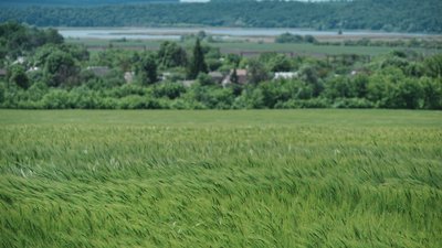 Пшеничне поле, Харківська область