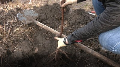 Посадка саджанців дерев, Тернопіль, 2024 Посадка саджанців дерев, Тернопіль, 2024