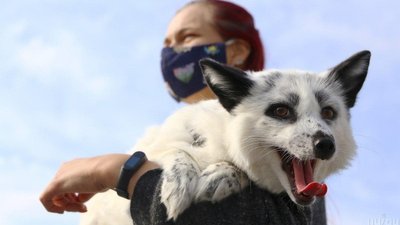В Мукачеві на захист тварин виділили майже 6 мільйонів гривень