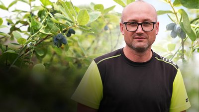 Ягоди, врожай, Іван Антошків, садівник