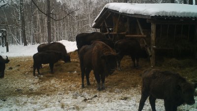 Як допомагають перезимувати лісовим звірям на Конотопщині Як допомагають перезимувати лісовим звірям на Конотопщині