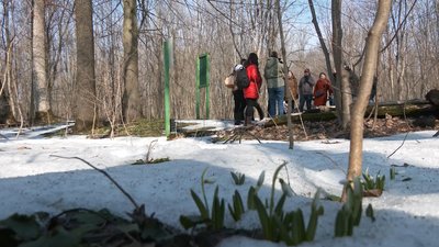 Понад 60 гектарів весни: на Черкащині розквітли підсніжники